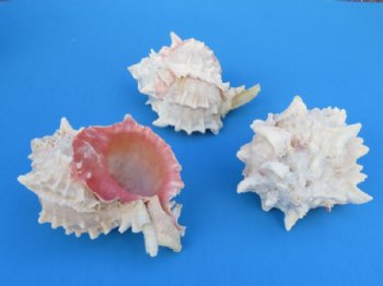 Wholesale Large Pink Mouth Murex Shells 4 to 4-3/4 inches  - 10 pcs @ $1.60 each