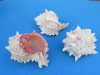 Wholesale Large Pink Mouth Murex Shells for crafts and hermit crabs 3-3/4 to 4-3/4 inches  - 12 pcs @ $1.25 each; 60 pcs @ $1.12 each (5 dozen)