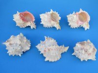 Wholesale Large Pink Mouth Murex Shells 4 to 4-3/4 inches  - 10 pcs @ $1.60 each