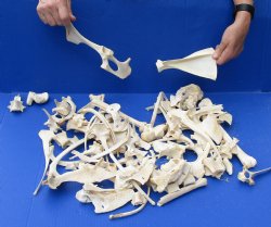 4 pounds assorted deer bones for $30