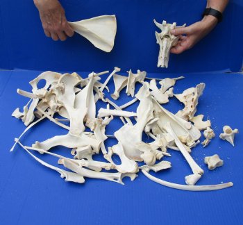4 pounds assorted deer bones for $30
