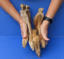 4 Coyote feet cured in formaldehyde for $20