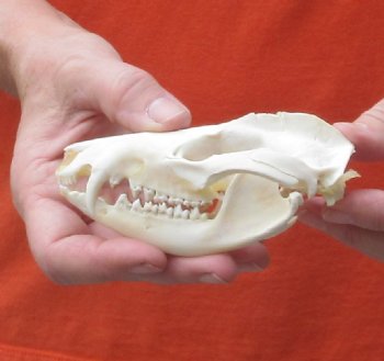 Opossum Skull 4-1/2 inch - $40