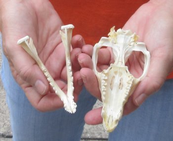 Opossum Skull 4-1/2 inch - $40