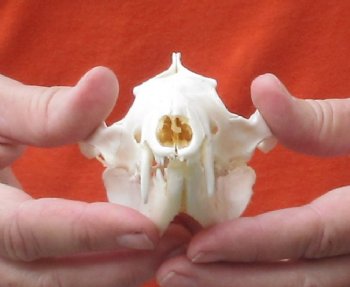 Opossum Skull 5 inch- $40
