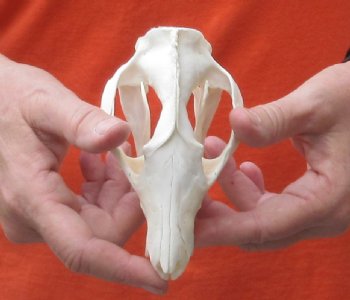 Opossum Skull 5 inch- $40