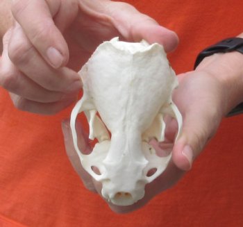 North American River Otter Skull - $43