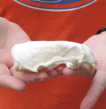 North American River Otter TOP Skull - $31