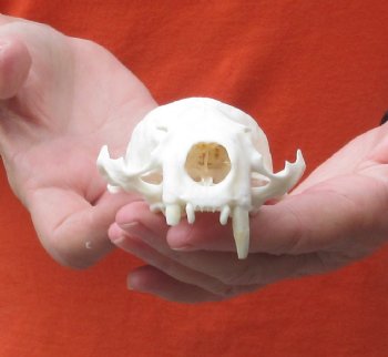 North American River Otter TOP Skull - $31