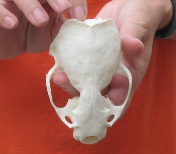 North American River Otter TOP Skull - $31