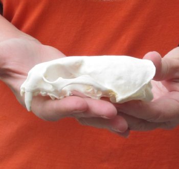 North American River Otter TOP Skull - $31