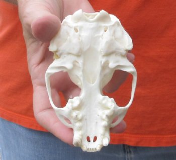 North American River Otter TOP Skull - $31