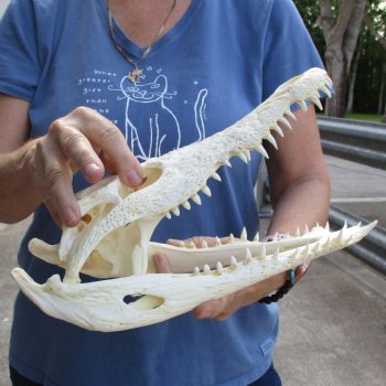 12-1/2" A-Grade Nile Crocodile Skull (Cites #084969) - $115