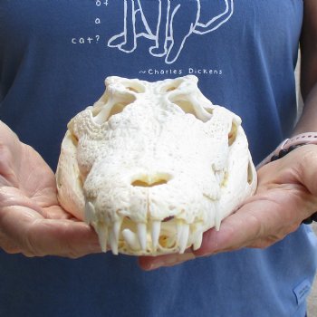 12-1/2" A-Grade Nile Crocodile Skull (Cites #084969) - $115