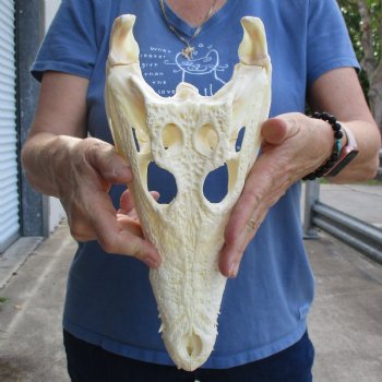 12-1/2" A-Grade Nile Crocodile Skull (Cites #084969) - $115