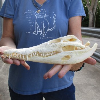 12-1/2" A-Grade Nile Crocodile Skull (Cites #084969) - $115