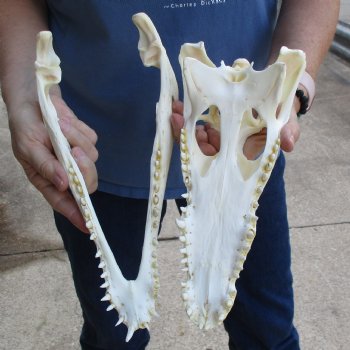 12-1/2" A-Grade Nile Crocodile Skull (Cites #084969) - $115