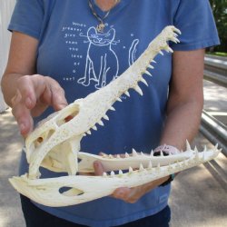 12" B-Grade Nile Crocodile Skull (Cites #084969) - $115