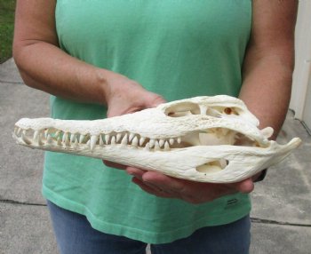 B-Grade 12-1/4 inch Nile crocodile skull $145 (Cites #084969) 