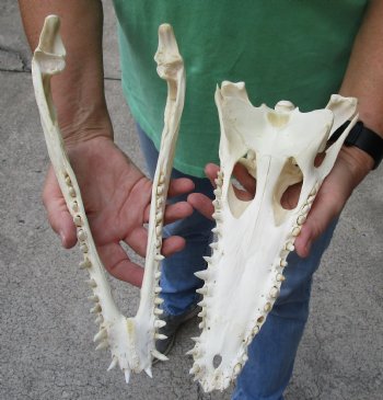 B-Grade 12-1/4 inch Nile crocodile skull $145 (Cites #084969) 