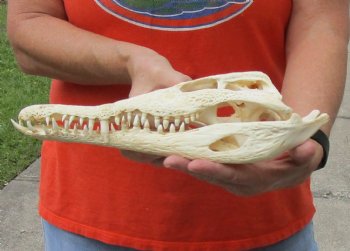 <font color=red>REDUCED PRICE - SALE!</font> B-Grade Nile crocodile skull from Africa - $100