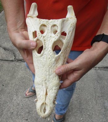 <font color=red>REDUCED PRICE - SALE!</font> B-Grade Nile crocodile skull from Africa - $100