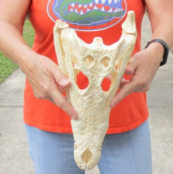 <font color=red>REDUCED PRICE - SALE!</font> B-Grade Nile crocodile skull from Africa - $180
