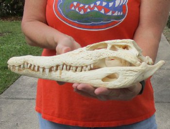 <font color=red>REDUCED PRICE - SALE!</font> B-Grade Nile crocodile skull from Africa - $180