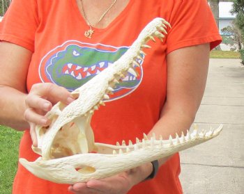 B-Grade Nile crocodile skull from Africa - $195
