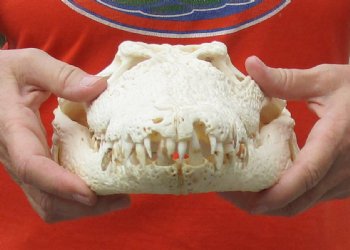 <font color=red>REDUCED PRICE - SALE!</font> A-Grade 14-3/4 inch Nile crocodile skull from Africa - $255