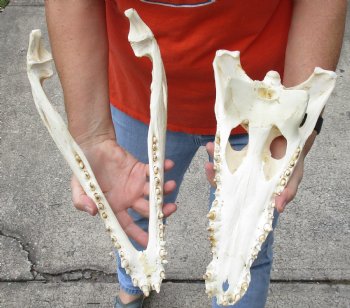 <font color=red>REDUCED PRICE - SALE!</font> A-Grade 14-3/4 inch Nile crocodile skull from Africa - $255