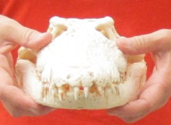 A-Grade Nile crocodile skull from Africa - $300