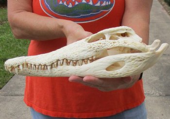 A-Grade Nile crocodile skull from Africa - $300