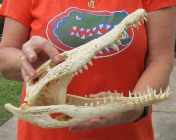 B-Grade Nile crocodile skull from Africa - $195
