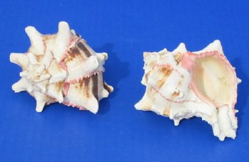 Wholesale Murex Brassica Shells, Cabbge Murex,  3 to 4 inches -12 pcs @ $1.15 each: 72 pcs @ $1.00 each