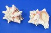 Wholesale Murex Brassica Shells for shell crafts and hermit crabs 3 to 4 inches Packed: 12 pcs @ $1.15 each: Packed: 72 @ $1.00 each