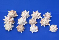 Wholesale Murex Brassica Shells, Cabbge Murex,  3 to 4 inches -12 pcs @ $1.15 each: 72 pcs @ $1.00 each