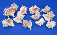 Wholesale Murex Brassica Shells, Cabbge Murex,  3 to 4 inches -12 pcs @ $1.15 each: 72 pcs @ $1.00 each