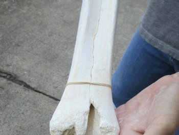 B-Grade 24 inch giraffe metatarsal leg bone - $70