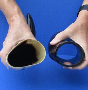 Polished Buffalo Drinking horn with Stand for $11