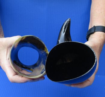 Polished Buffalo Drinking horn with Stand for $11