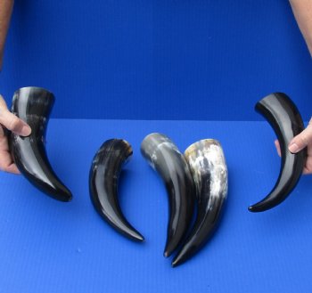 5 pc Polished 8 - 12 inch Cow/Cattle Horns for $30