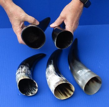 5 pc Polished 8 - 12 inch Cow/Cattle Horns for $30