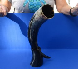 Polished Buffalo Drinking horn with Horn Stand 21 inches $30