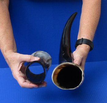 Polished Buffalo Drinking horn with Horn Stand 20 inches $30