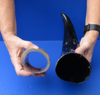 Polished Buffalo Drinking horn with Horn Stand 18 inches $30
