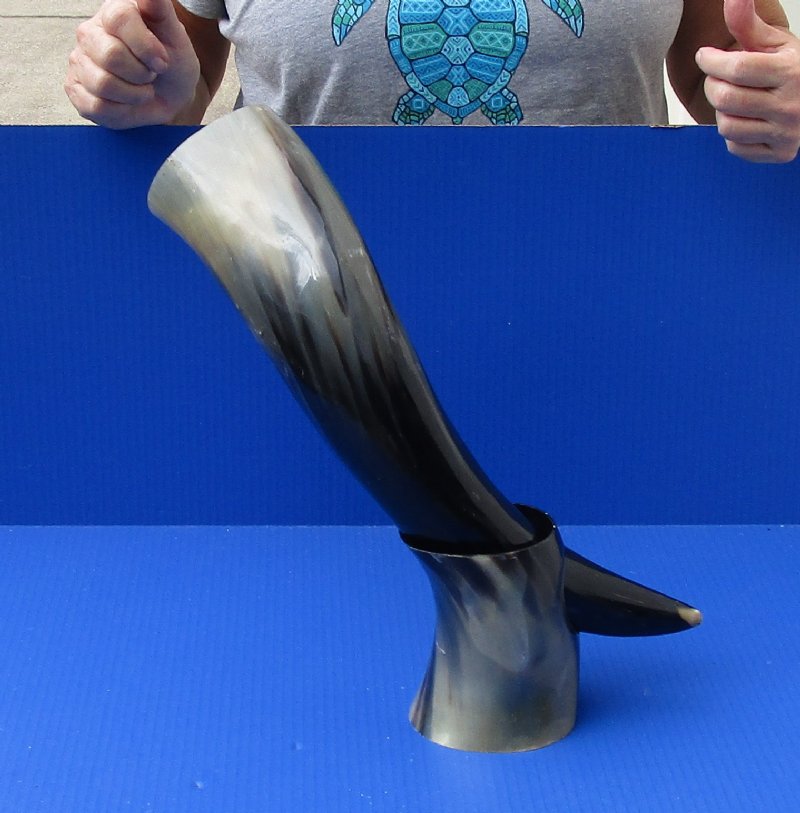 Polished Buffalo Drinking horn with Horn Stand