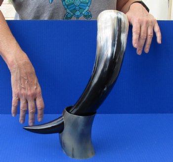 Polished Buffalo Drinking horn with Horn Stand 19 inches $30