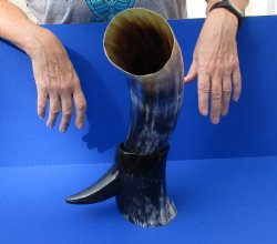 Polished Buffalo Drinking horn with Horn Stand 21 inches $30