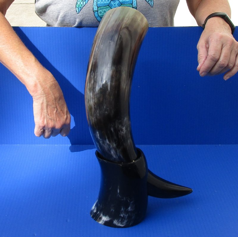 Polished Buffalo Drinking horn with Horn Stand